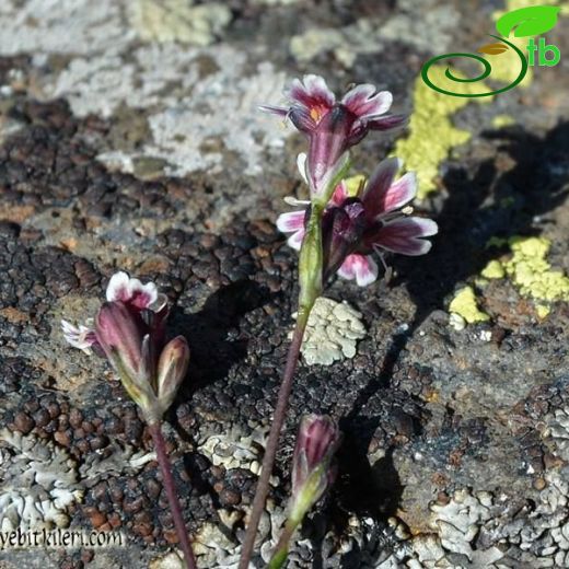 Silene dianthoides