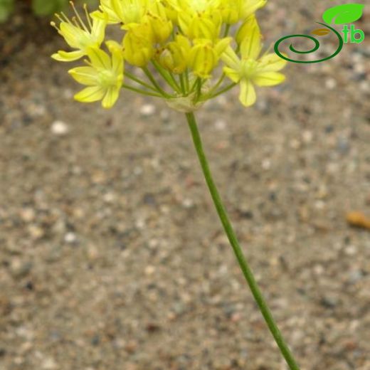 Allium scabriscapum