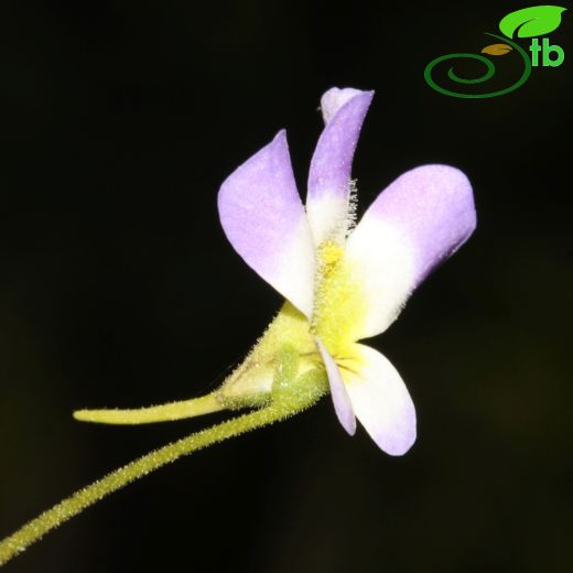 Lentibulariaceae-Sumiğferigiller