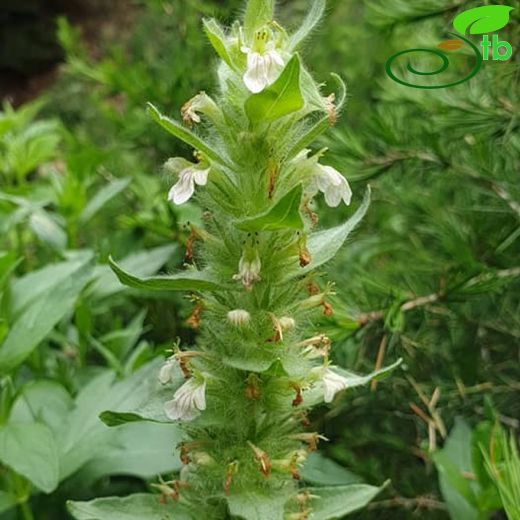 Ajuga relicta