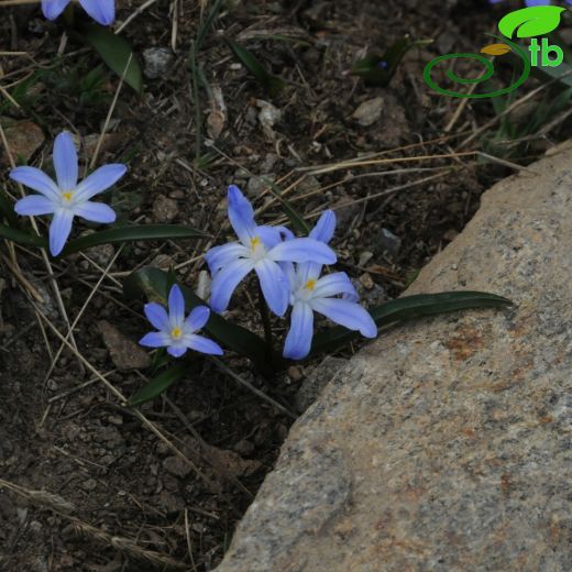 Chionodoxa luciliae