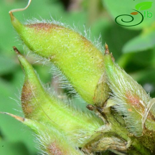 Fabaceae-Baklagiller