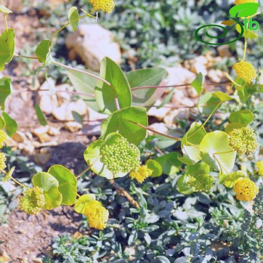 Bupleurum-Şeytanayağı