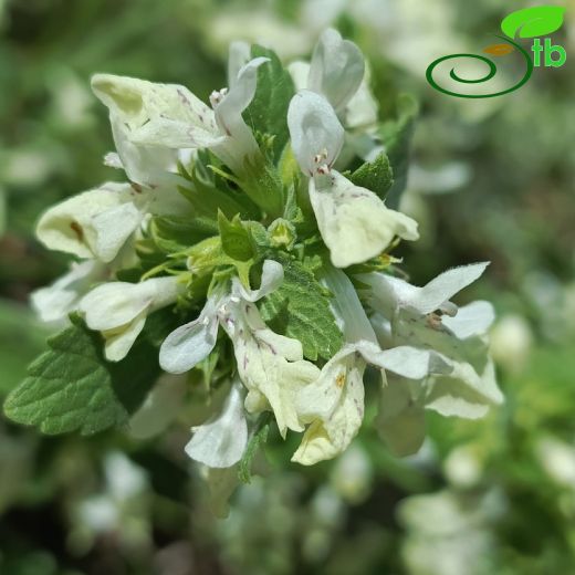 Stachys baytopiorum