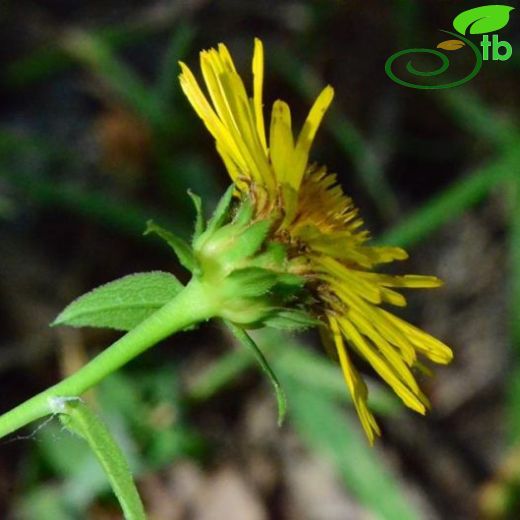 Inula salicina