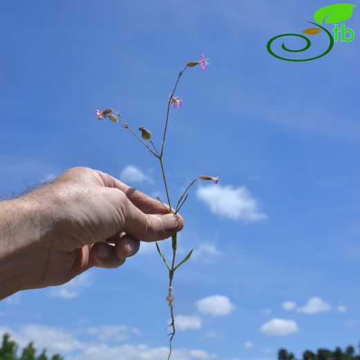 Silene subconica