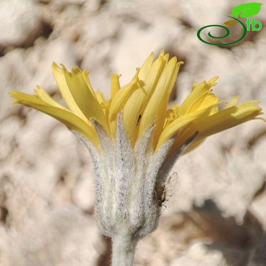 Crepis-Kıskı