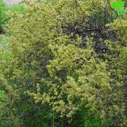 Rhamnaceae-Cehrigiller