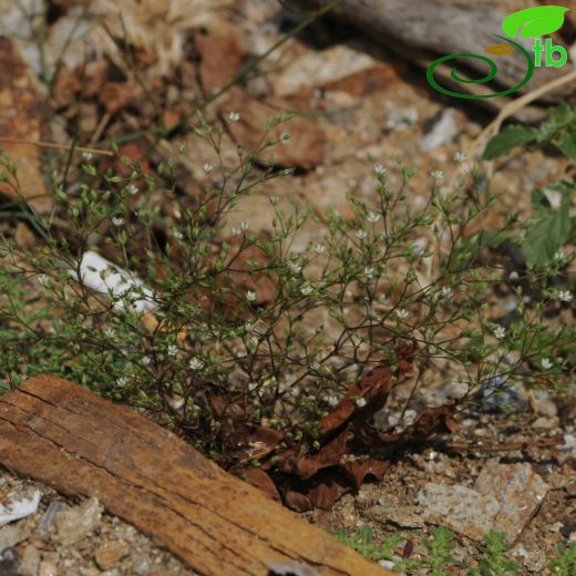 Minuartia hybrida