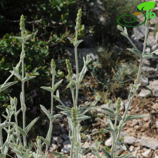 Sideritis sipylea