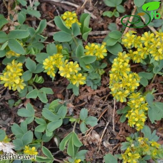 Sibbaldia parviflora