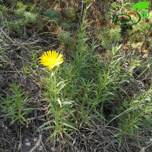 Pentanema ensifolium