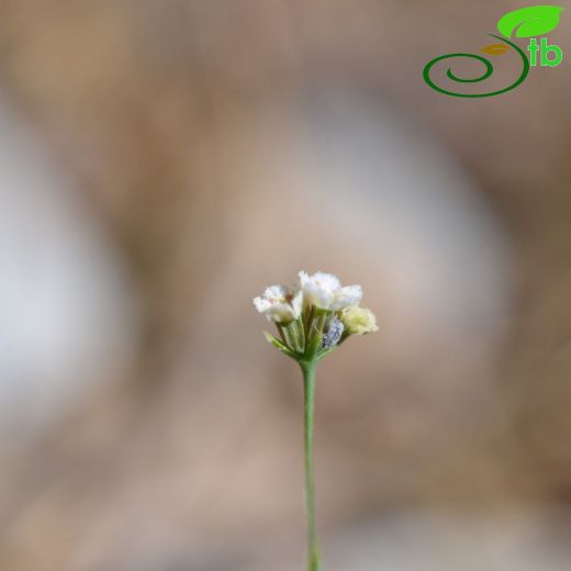 Bupleurum subuniflorum