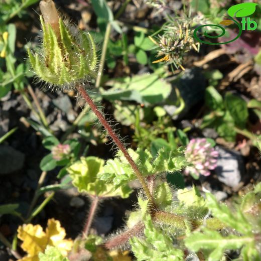 Althaea-Gülhatmi