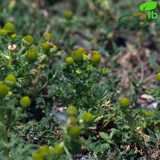 Matricaria matricarioides