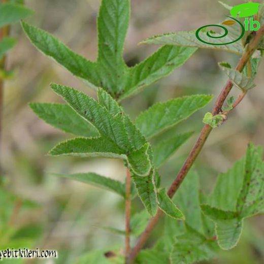 Filipendula ulmaria