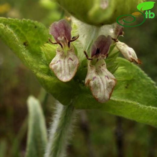 Stachys obliqua