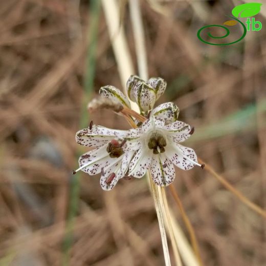 Amaryllidaceae-Nergisgiller