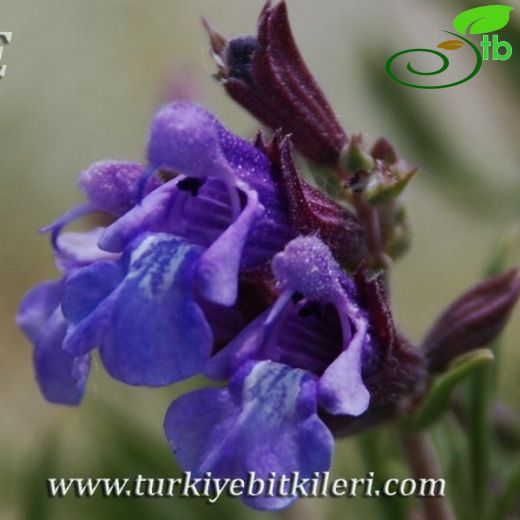 Salvia wiedemannii