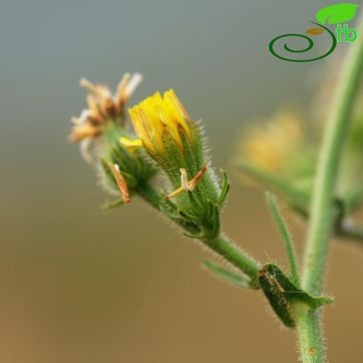 Crepis smyrnaea