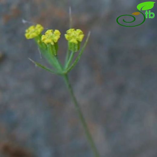 Bupleurum trichopodum