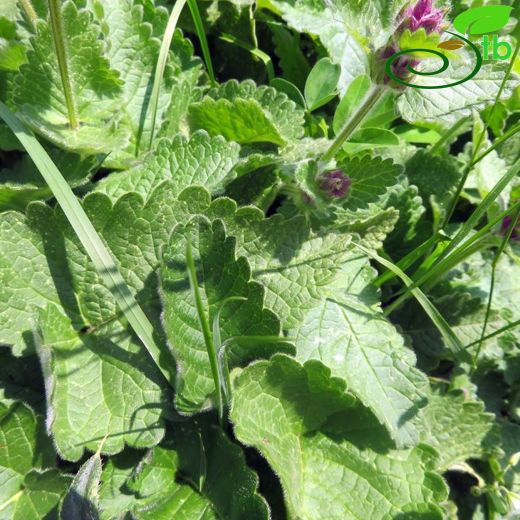 Stachys macrantha