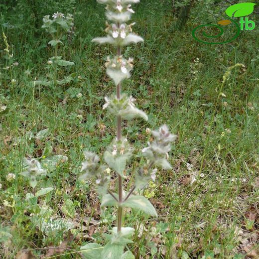 Stachys huber-morathii