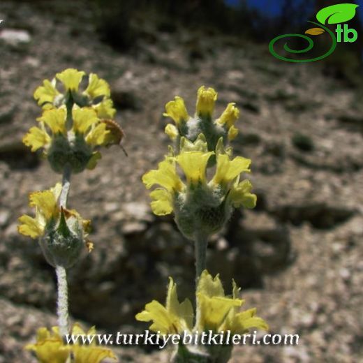 Sideritis gulendamii