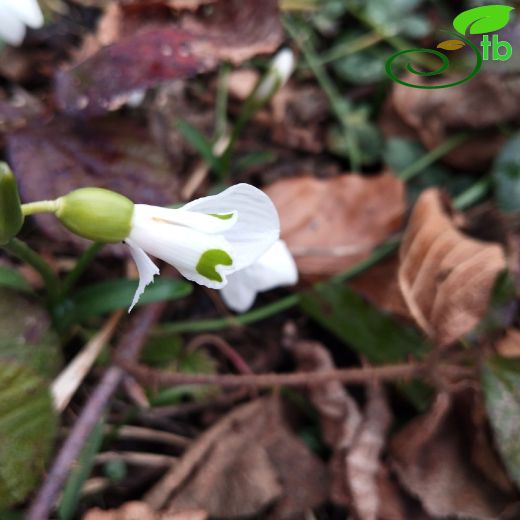 Galanthus-Kardelen