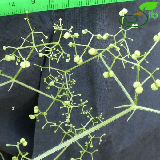 Galium adhaerens