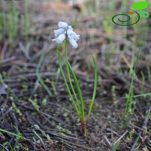 Muscari macbeathianum