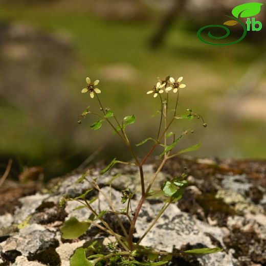 Saxifragaceae-Taşkırangiller