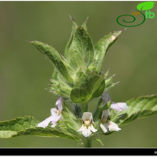 Stachys menthoides