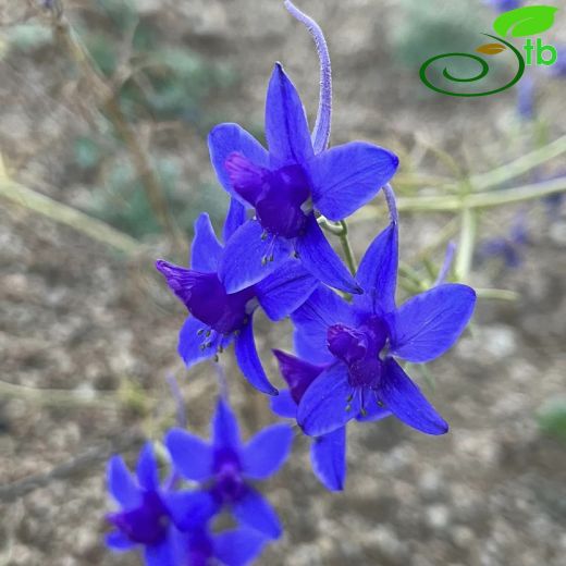 Delphinium armeniacum