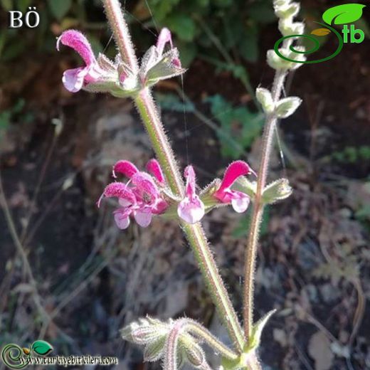 Salvia viscosa