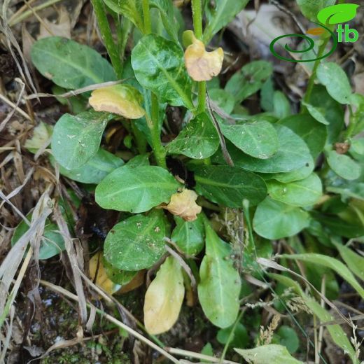 Primulaceae-Çuhaçiçeğigiller