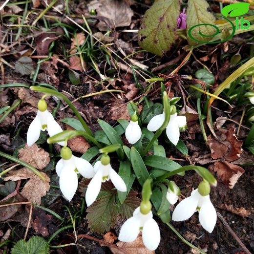 Galanthus-Kardelen