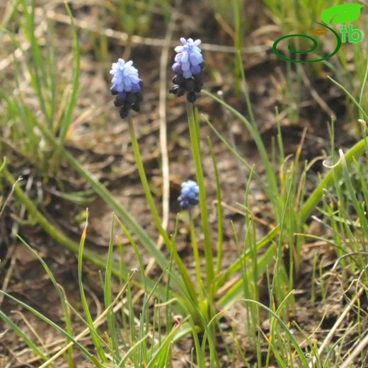 Muscari inundatum