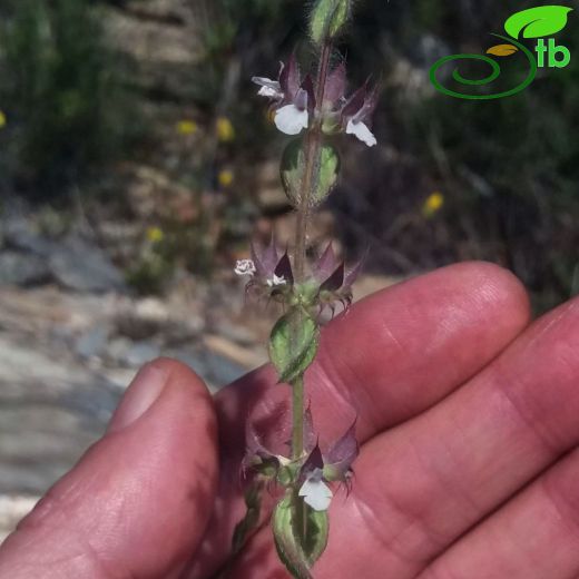 Sideritis romana