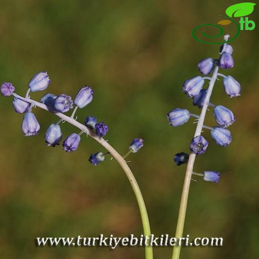 Muscari parviflorum