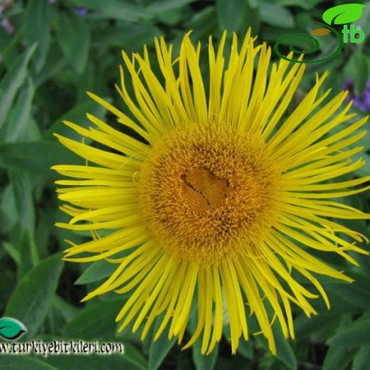 Inula orientalis