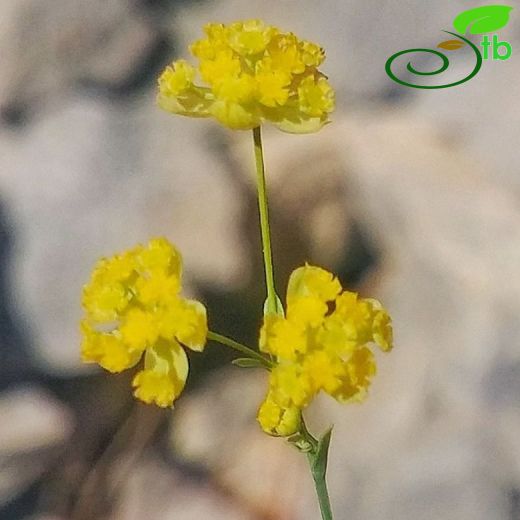 Bupleurum pulchellum