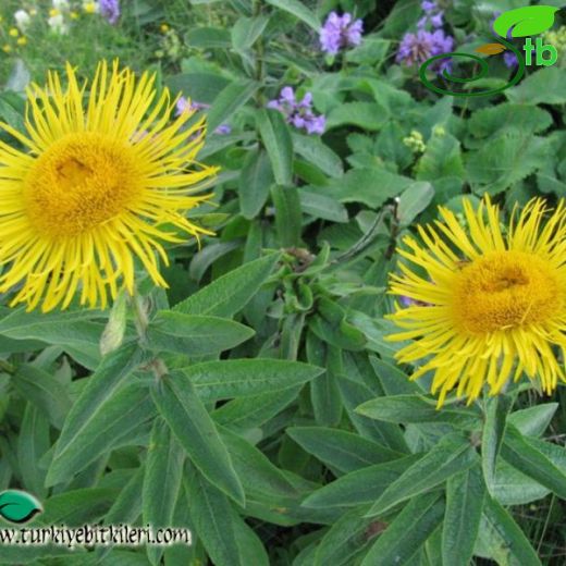 Inula orientalis