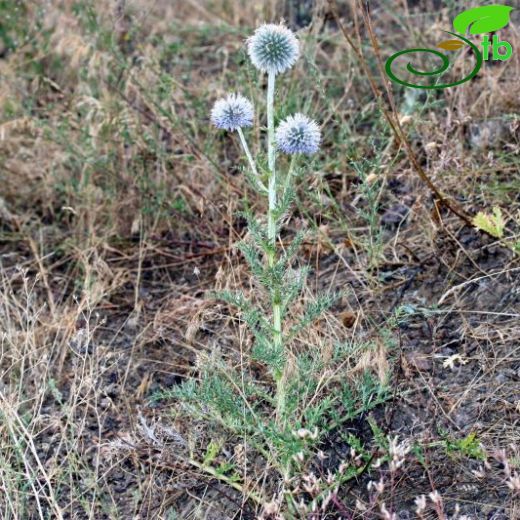 Echinops tournefortii