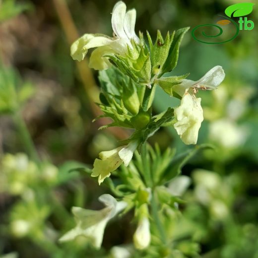 Stachys baytopiorum