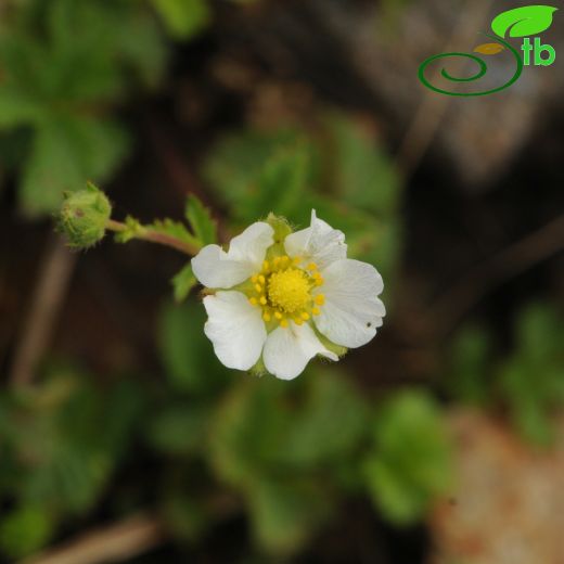 Potentilla rupestris