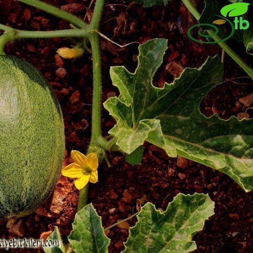 Cucumis melo