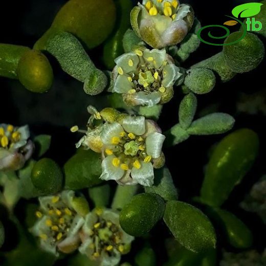 Zygophyllaceae-Çobançökertengiller