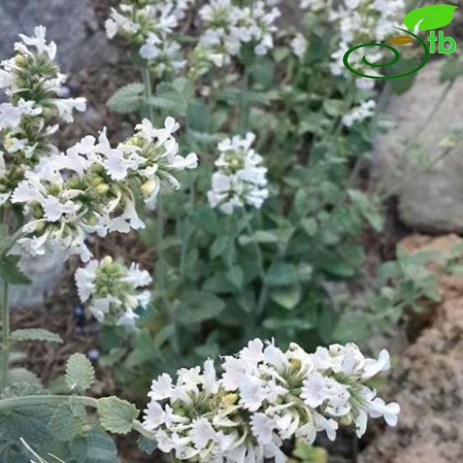 Nepeta italica