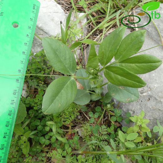 Vicia serratifolia